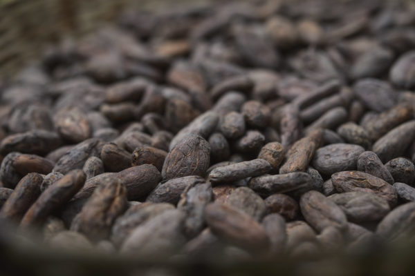 Ajaw maya chocolate tour Bullet Tree. Photo: Leonardo Melendez / Sera Images