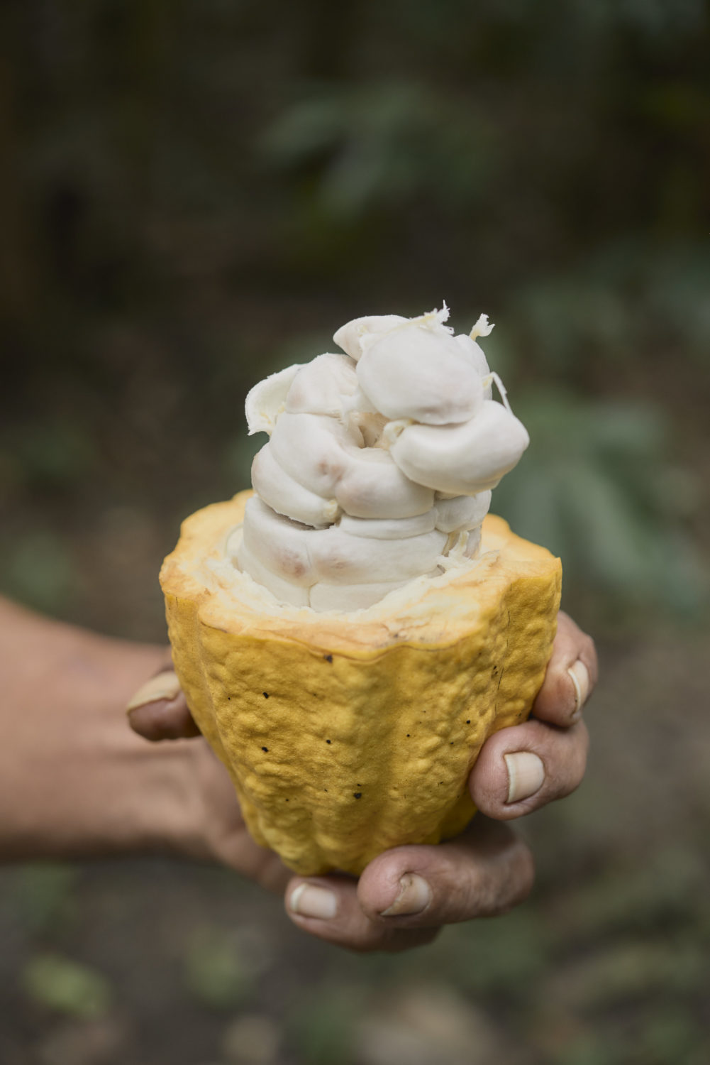 Ajaw maya chocolate tour Bullet Tree. Photo: Leonardo Melendez / Sera Images