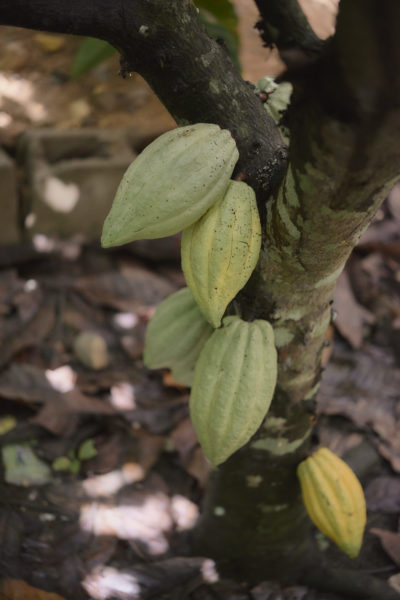 Ajaw maya chocolate tour Bullet Tree. Photo: Leonardo Melendez / Sera Images