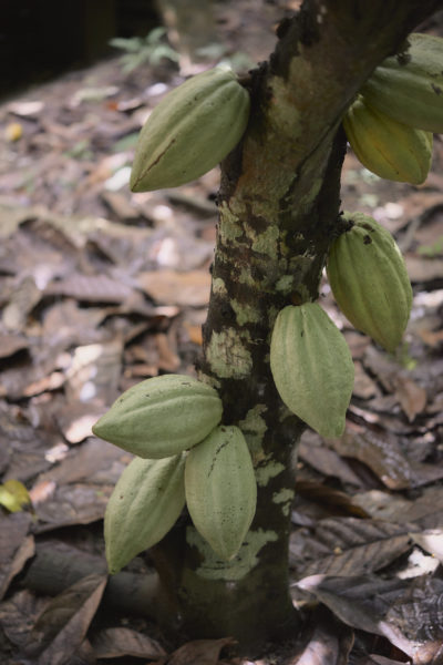Ajaw maya chocolate tour Bullet Tree. Photo: Leonardo Melendez / Sera Images