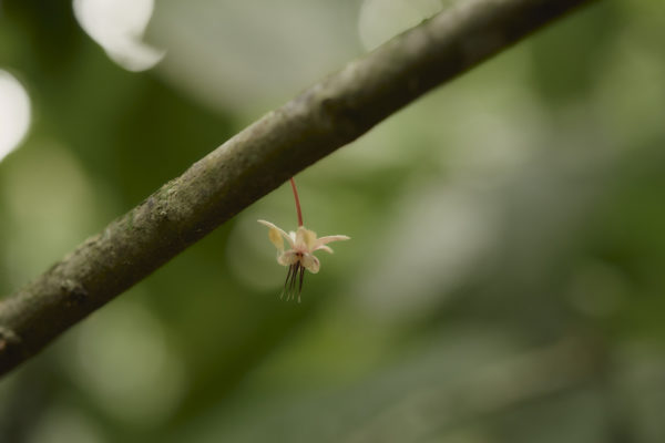 Ajaw maya chocolate tour Bullet Tree. Photo: Leonardo Melendez / Sera Images