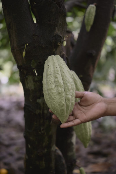 Ajaw maya chocolate tour Bullet Tree. Photo: Leonardo Melendez / Sera Images
