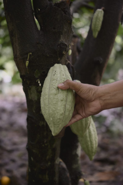 Ajaw maya chocolate tour Bullet Tree. Photo: Leonardo Melendez / Sera Images